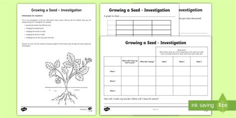 Plant Investigation Ks1 Growing A Seed Activity Twinkl Steps To Planting A Seed Worksheet - Steps To Planting A Seed Worksheet