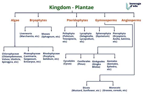 Plant Kingdom Classification Flow Chart