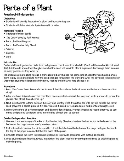 Plant Lesson Plans Parts Of A Flower Lesson Plan - Parts Of A Flower Lesson Plan