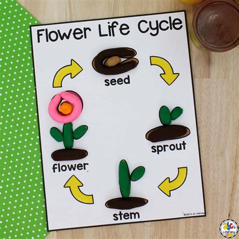 Plant Life Cycle Craft And Activities For Kids Plant Life Cycle Crafts - Plant Life Cycle Crafts