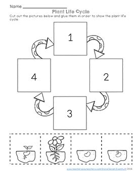 Plant Life Cycle Cut And Paste Worksheet Teach Plant Cycle Worksheet - Plant Cycle Worksheet