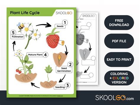 Plant Life Cycle Free Worksheet Skoolgo Plant Cycle Worksheet - Plant Cycle Worksheet