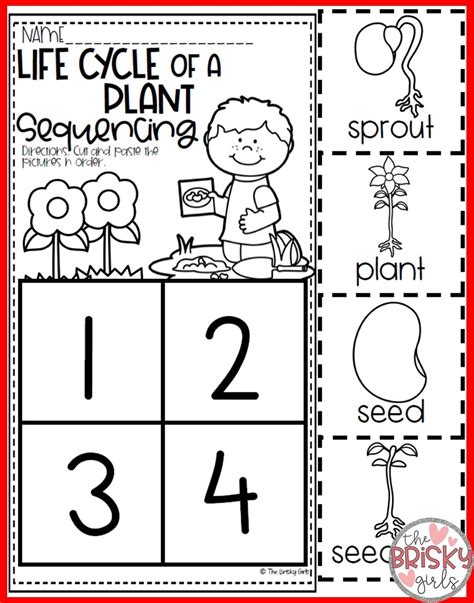 Plant Life Cycle Kindergarten Booklet Biology Twinkl Usa Life Cycle Of A Plant Booklet - Life Cycle Of A Plant Booklet