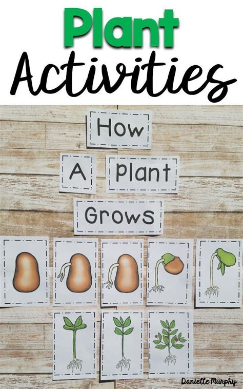 Plant Life Cycle Unit Ideas And Activities The Plant Life Cycle Crafts - Plant Life Cycle Crafts