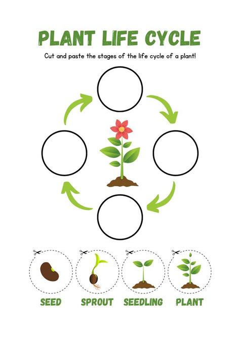 Plant Life Cycle Worksheet Cut And Paste Teach Plant Cycle Worksheet - Plant Cycle Worksheet