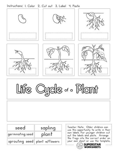 Plant Life Cycle Worksheets Superstar Worksheets One Step Worksheets Plant Science - One Step Worksheets Plant Science