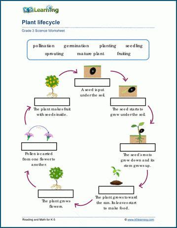 Plant Life Cycles Worksheets K5 Learning Plant Worksheet 4th Grade - Plant Worksheet 4th Grade