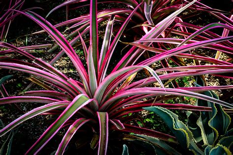Plant Long Leaves With Pink And White