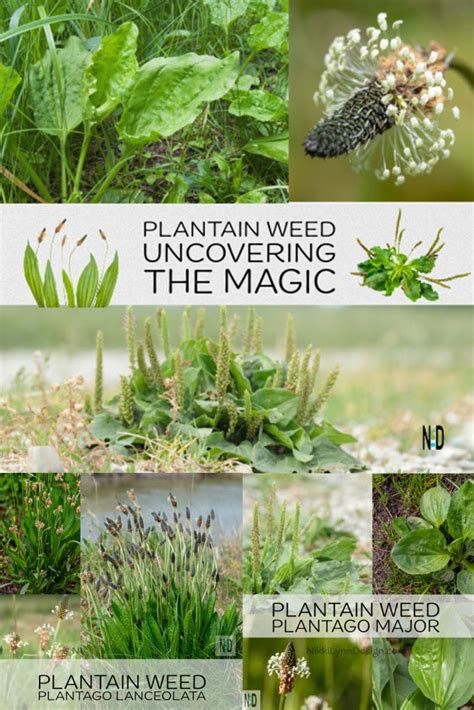 Plant Magic Weed