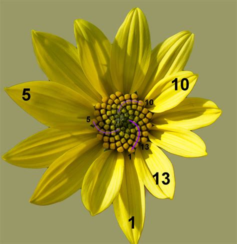 Plant Mathematics Fibonacci X27 S Flowers Nature Pine Cone Math - Pine Cone Math