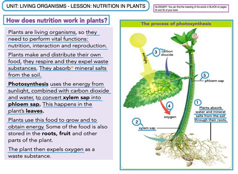 Plant Nutrition Lesson Helpteaching Com Chnops Worksheet Answers - Chnops Worksheet Answers
