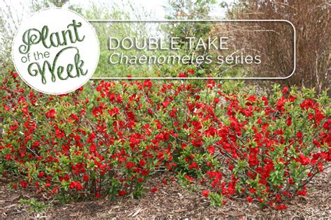Plant Of The Week Double Take Flowering Quince Double Take Flowering Quince - Double Take Flowering Quince