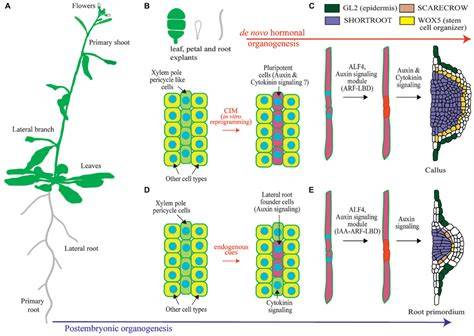 plant organogenesis morphogenesis
