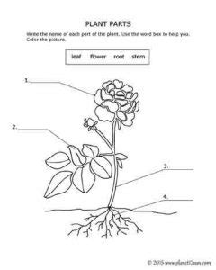Plant Parts Science Lesson Genius777 Com Printables Plant Parts Worksheet 2nd Grade - Plant Parts Worksheet 2nd Grade