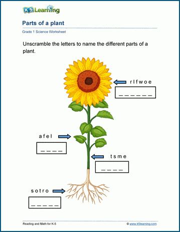 Plant Parts Worksheets K5 Learning Plant Worksheet For Preschool - Plant Worksheet For Preschool