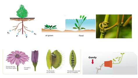 Plant Responses Flashcards Quizlet Plant Responses Worksheet - Plant Responses Worksheet