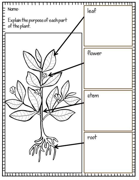 Plant Responses Worksheets Learny Kids Plant Responses Worksheet - Plant Responses Worksheet