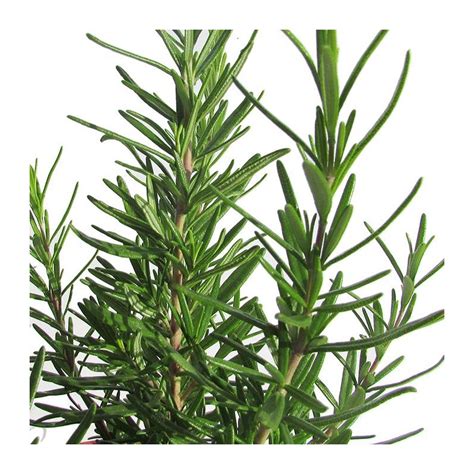 plant romero herb