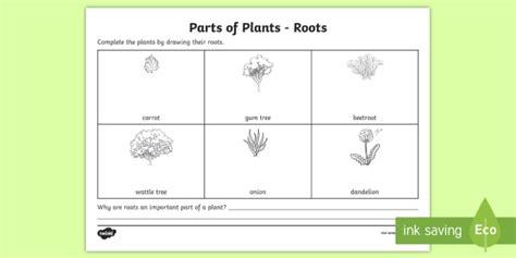 Plant Roots Worksheet Worksheet Teacher Made Twinkl Structure Of A Root Worksheet - Structure Of A Root Worksheet