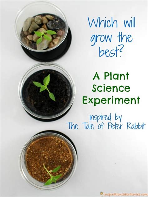 Plant Science Experiment Inspired By Peter Rabbit Inspiration Plant Science Experiments - Plant Science Experiments