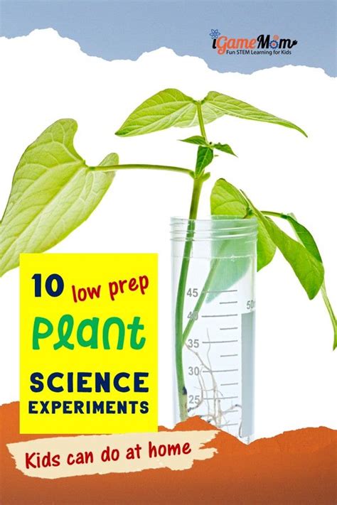 Plant Science Experiments For Curious Kids Inspiration Laboratories Plant Maze Science Experiment - Plant Maze Science Experiment