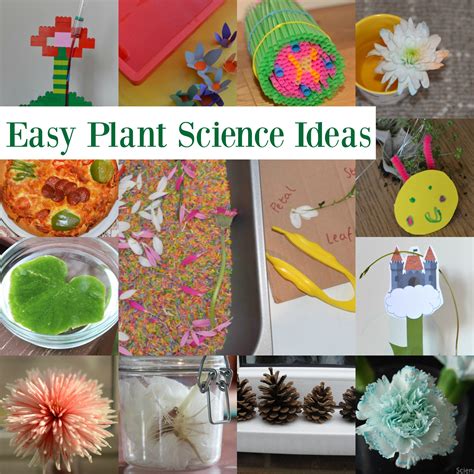 Plant Science Experiments For Key Stage 1 Science Plant Science Activities - Plant Science Activities