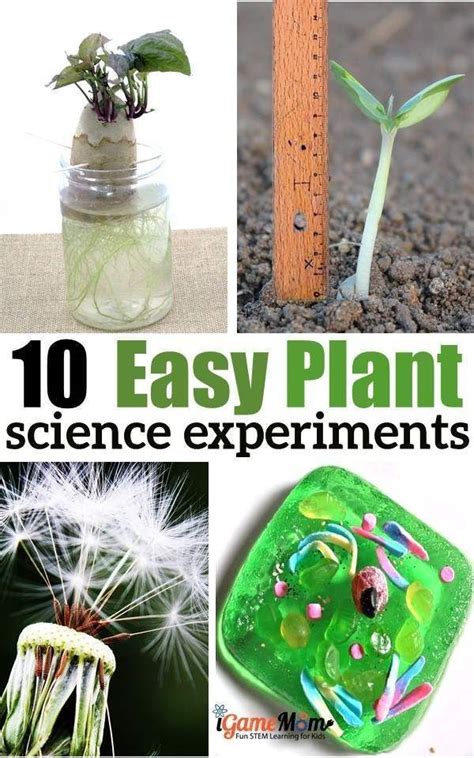 Plant Science Experiments Living Life And Learning Plant Science Activities - Plant Science Activities