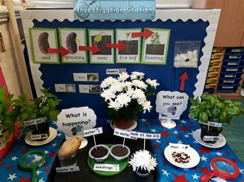 Plant Science Investigating Flowers Growing With Flower Science - Flower Science
