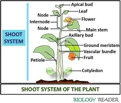 Plant Shoot System