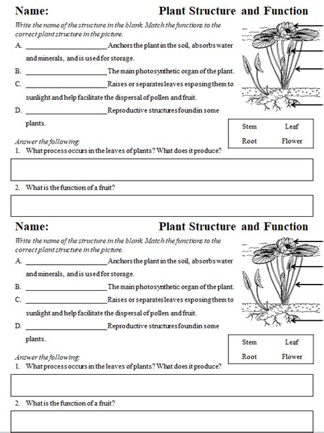 Plant Structure And Function Worksheet Answers Structure Of A Root Worksheet Answers - Structure Of A Root Worksheet Answers