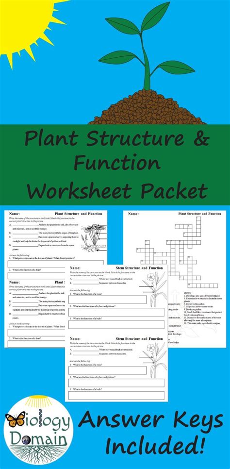 Plant Structure And Function Worksheet Mdash Excelguider Com Plant Structure Worksheet - Plant Structure Worksheet