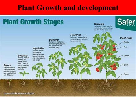 plant structure growth and development