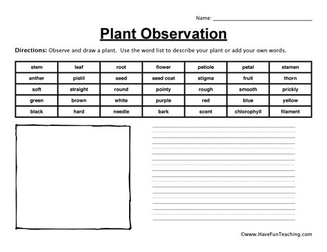 Plant Systems Worksheet Plant Observation Worksheet - Plant Observation Worksheet