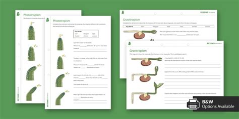 Plant Tropism Responses Teacher Made Twinkl Plant Responses Worksheet - Plant Responses Worksheet