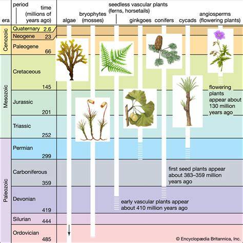 Plant Variation And Evolution