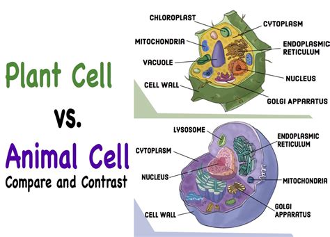 Plant Vs Animal Cells Practice Cells Khan Academy Plant Cells Vs Animal Cells Worksheet - Plant Cells Vs Animal Cells Worksheet