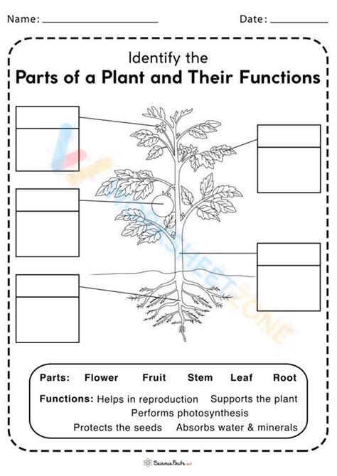 Plant Worksheets 5th Grade Parts Of A Plant - 5th Grade Parts Of A Plant