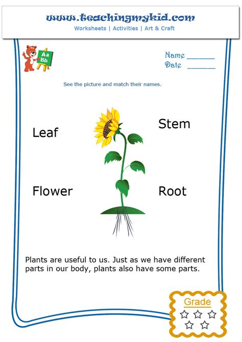 Plant Worksheets For Kindergarten Plant Worksheet For Kids - Plant Worksheet For Kids