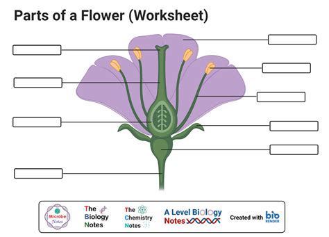 Plant Worksheets Structure Of A Flower Worksheet Answers - Structure Of A Flower Worksheet Answers