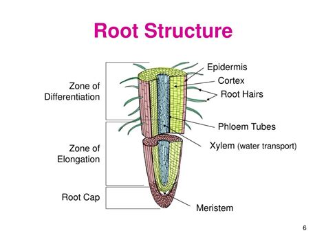 Plant Worksheets Structure Of A Root Worksheet - Structure Of A Root Worksheet