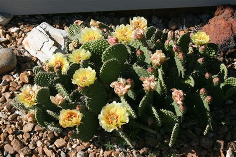 Download Plant Guide For Plains Pricklypear Opuntia Polyacantha 