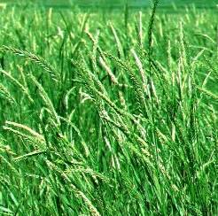Read Online Plant Guide For Siberian Wheatgrass Agropyron Fragile 