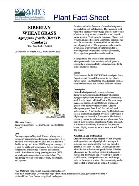 Read Online Plant Guide For Siberian Wheatgrass Agropyron Fragile 