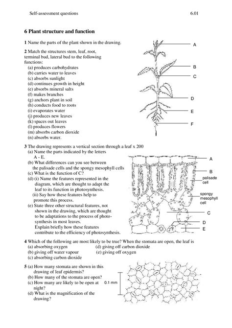 Download Plant Structure And Function Answer Key 