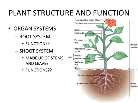 Download Plant Structure And Function Answers 