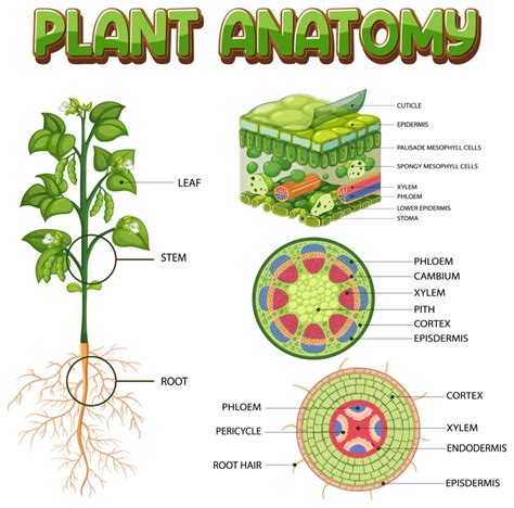 Download Plant Structure And Function Rutgers University 