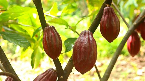 Planta De Cacao
