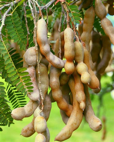 Planta De Tamarindo