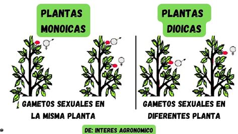 plantas dioicas y monoicas pdf