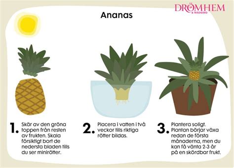 plantera ananas